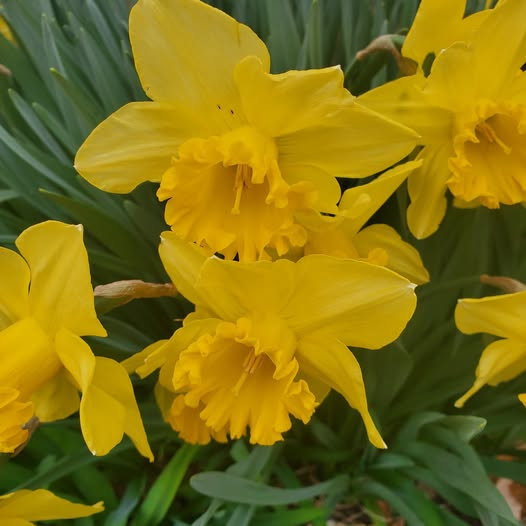 Spring Flowers