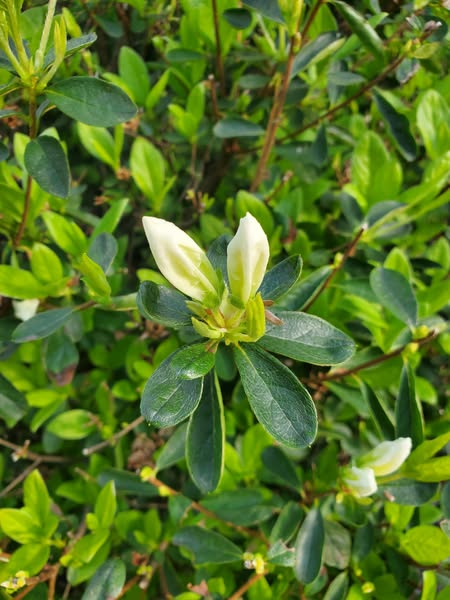 Northern Virginia's Azaleas Set to Bloom