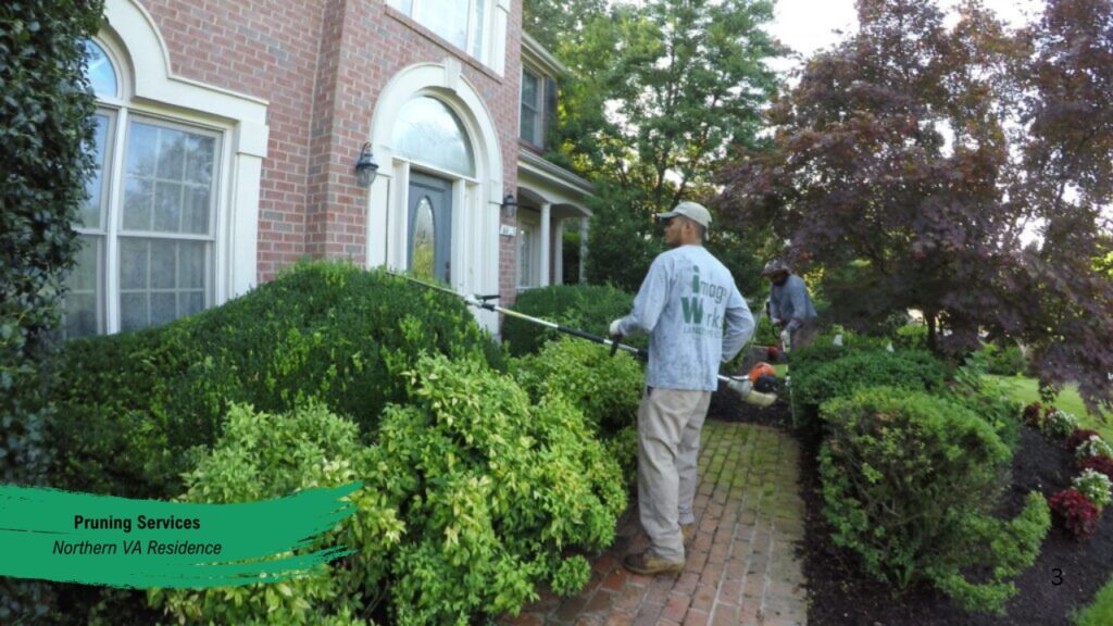 Pruning Northern Virginia