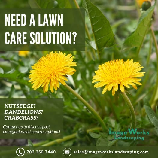 Get Your Lawn Summer-Ready with Image Works Landscaping!