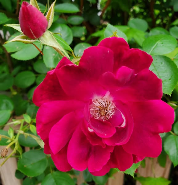 Summer Colors Are Coming Alive in Virginia!