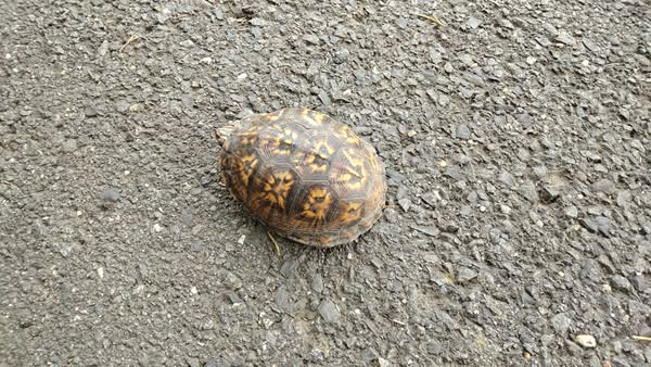 turtle