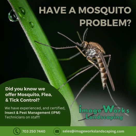 Take Back Your Yard—Mosquito-Free Living Starts Here!