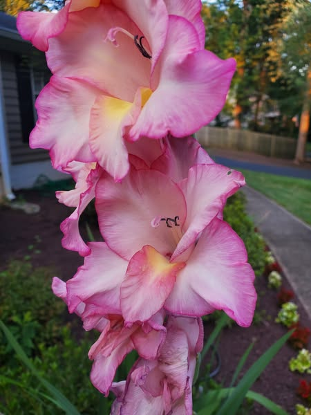 Flowers