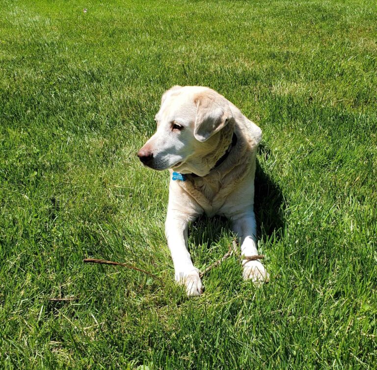 Benefits of Lawn Aeration and Over-Seeding
