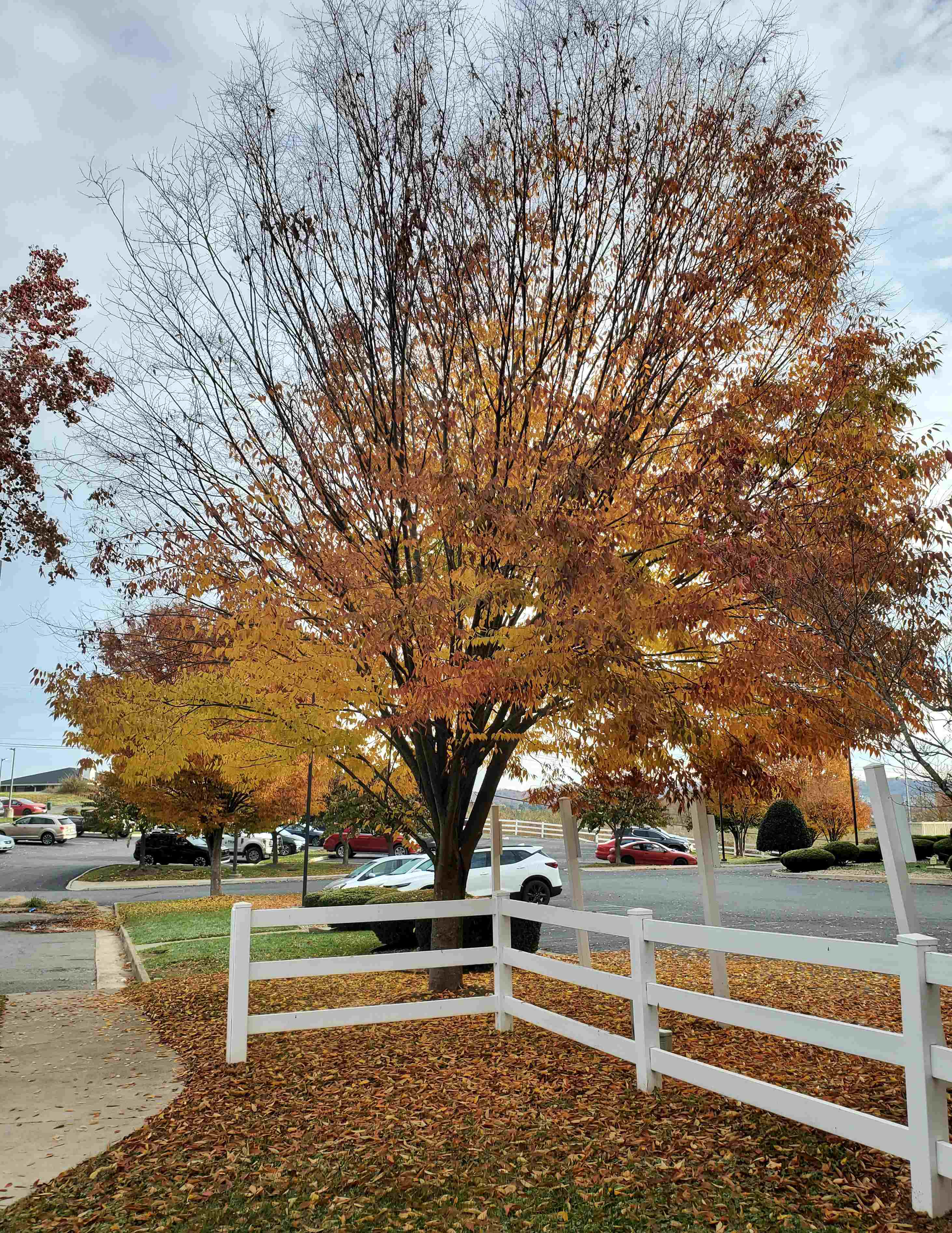 Leaf Cleaning