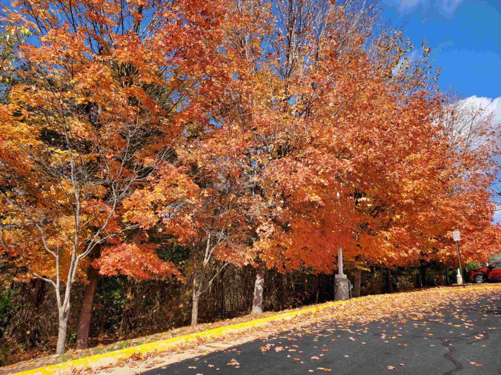 Fall Lawn Care Packages