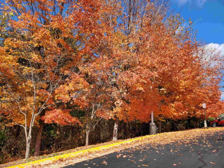 Fall Lawn Care Packages