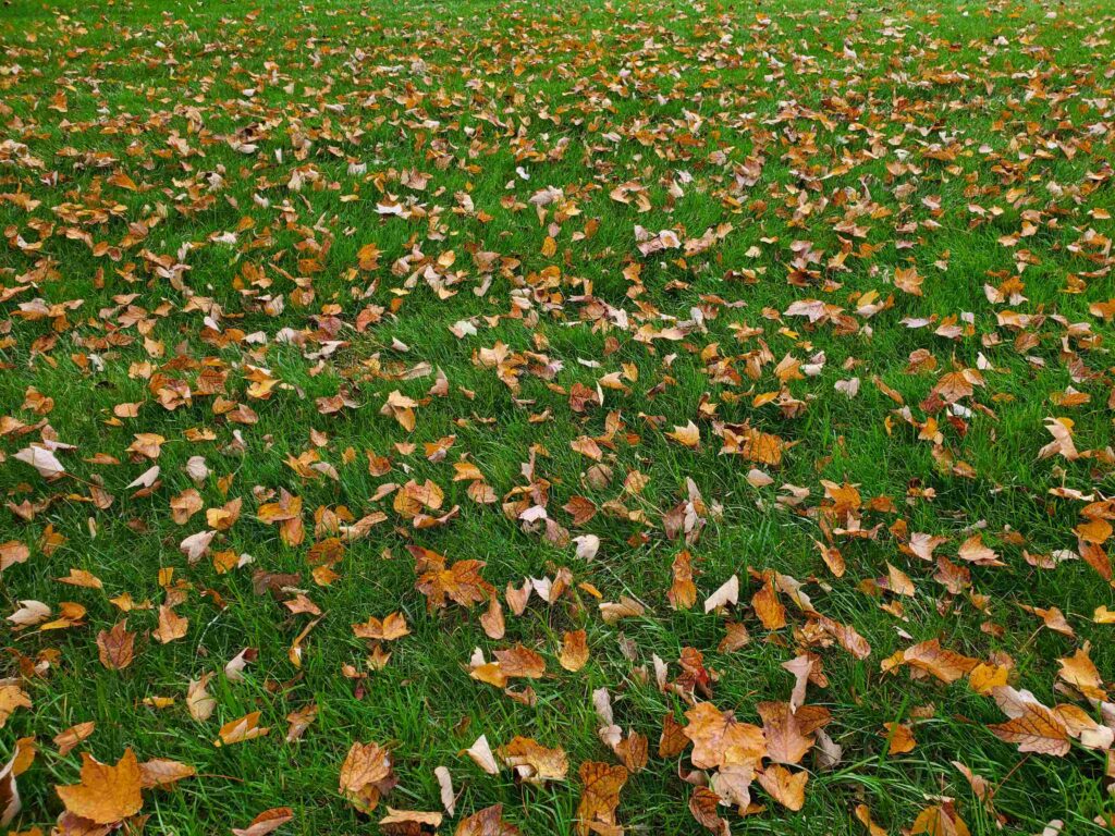 workers_collecting_leaves