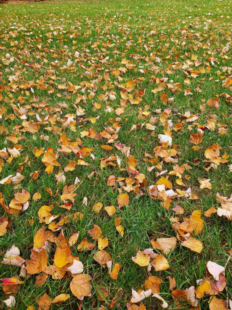 Lawn overseeding process