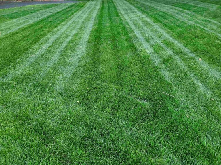 Lush, dense grass after overseeding
