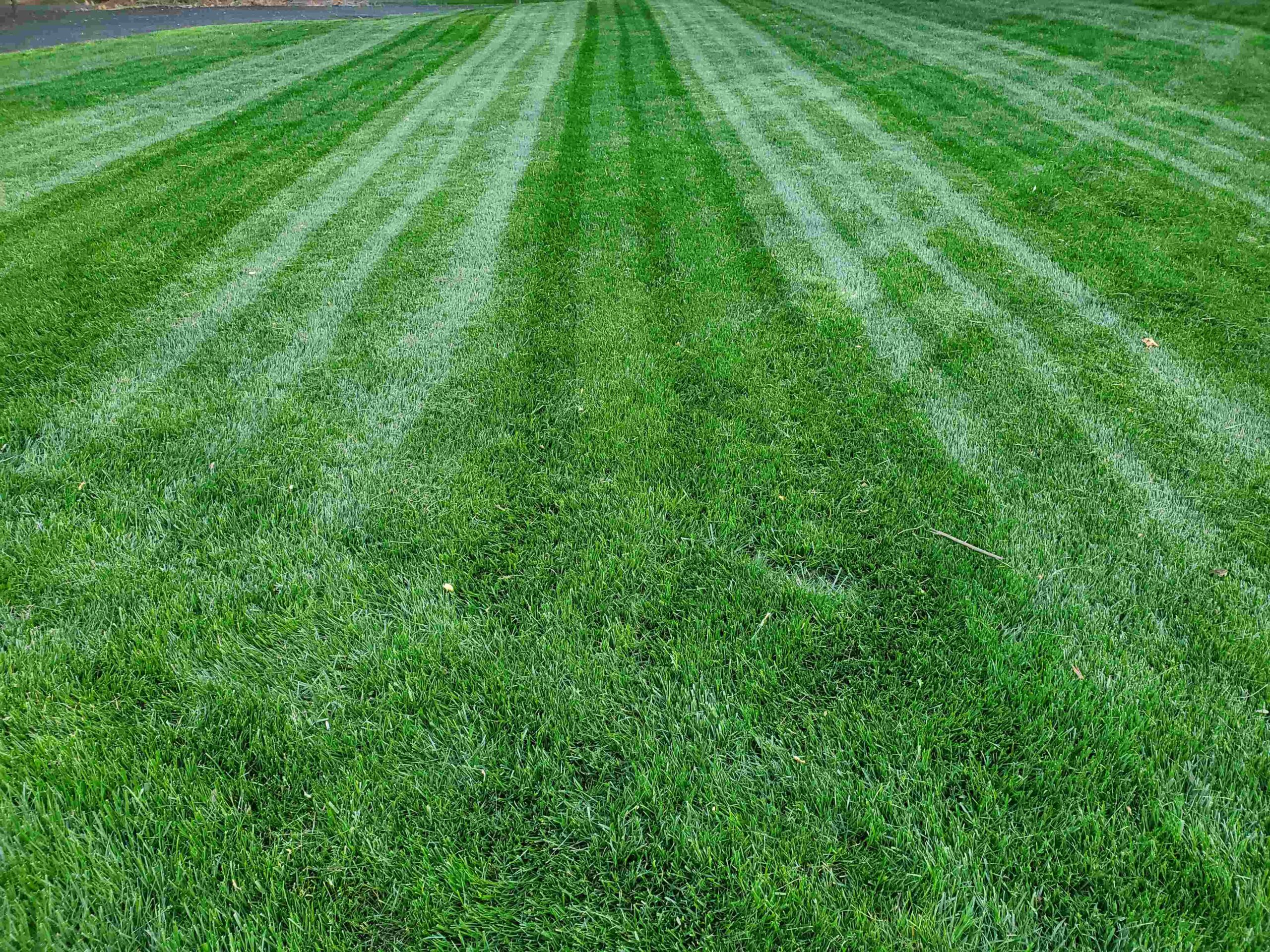 Lush, dense grass after overseeding. Grass Seed Germination Close-up