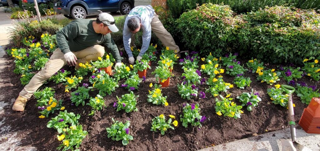 Gardener performing regular maintenance on a flower bed