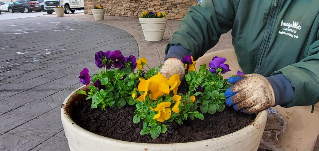 Flower Bed Care