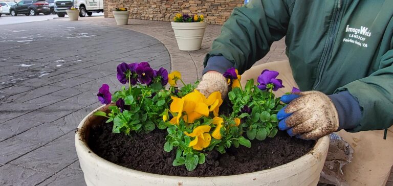 Flower Bed Care