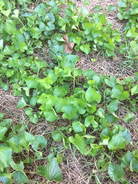 lawn full of weeds