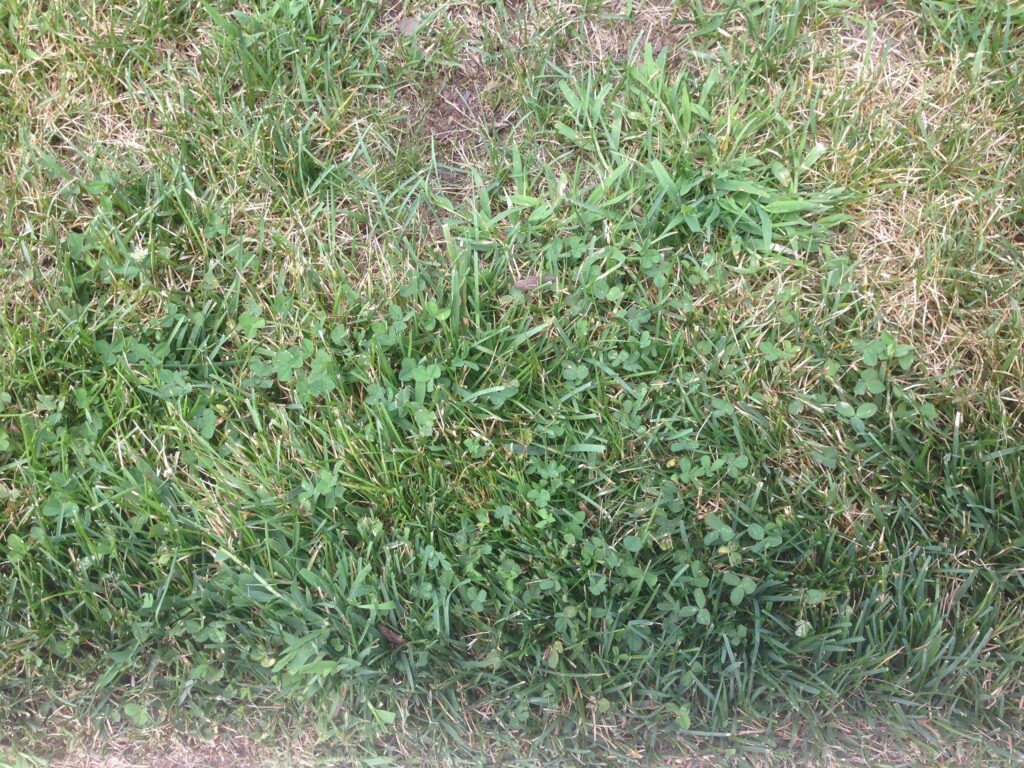 Selection of various liquid lawn fertilizers