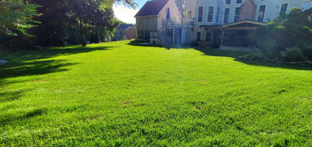 Preventing Weeds_ Tips for Healthy Lawns
