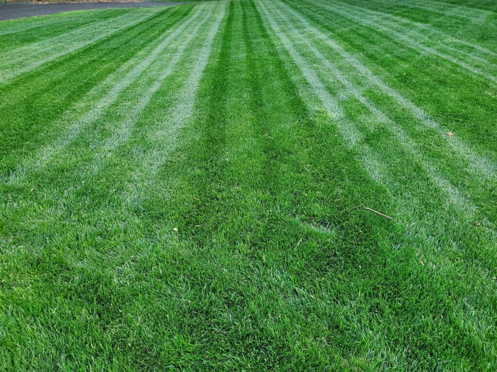 When to Water Your Lawn for Growth
