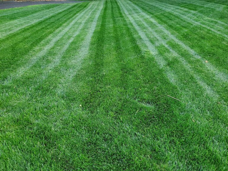 When to Water Your Lawn for Growth