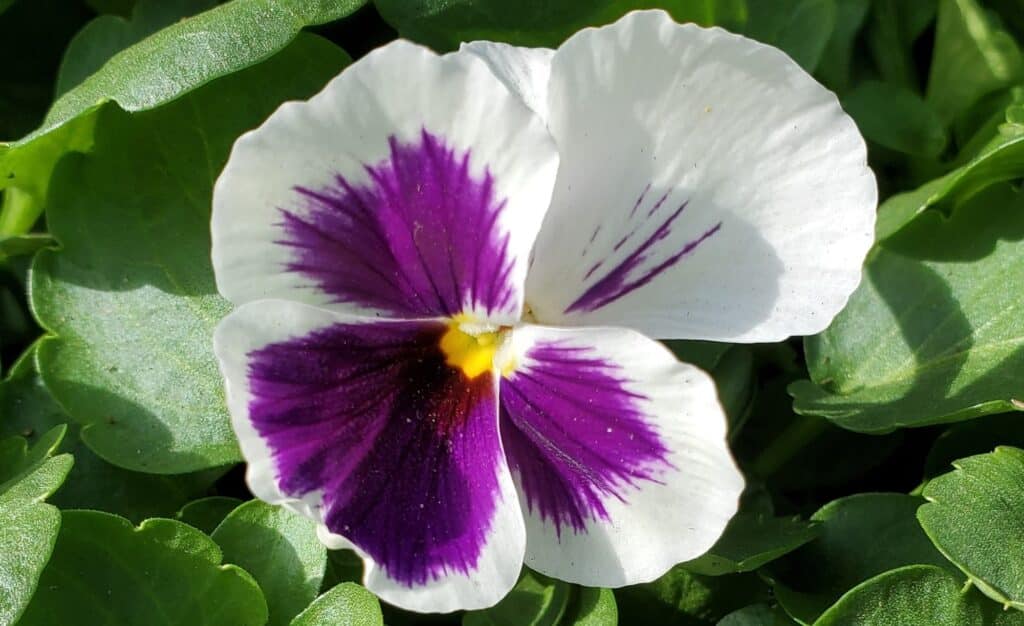 flower bed care