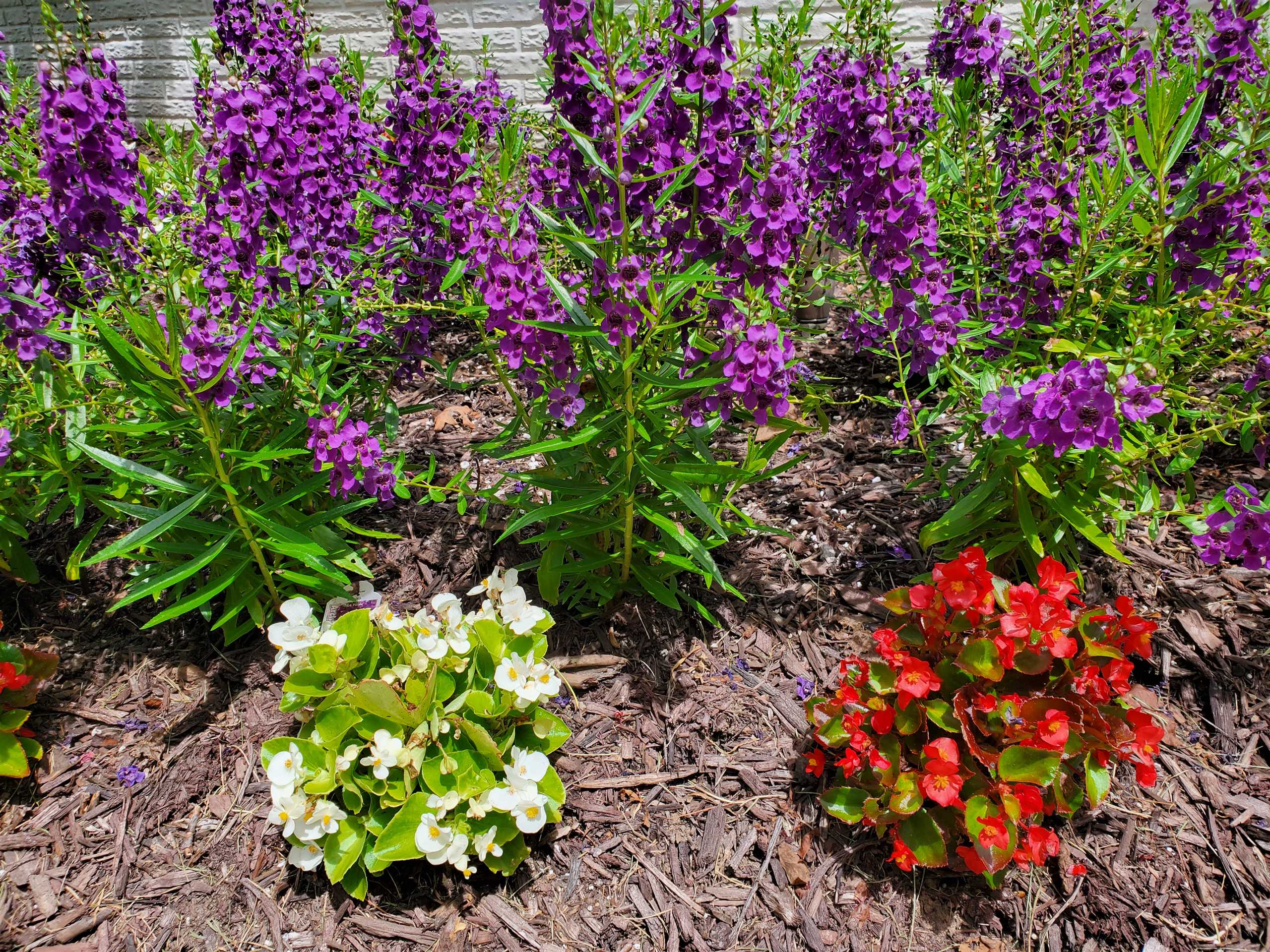 A beautiful Virginia garden during spring