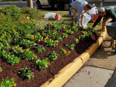 Mulching Flower Bed