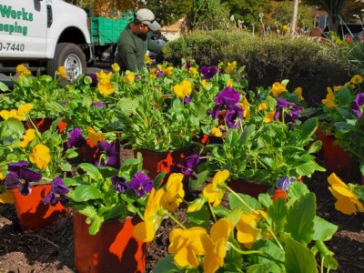 Flower Bed