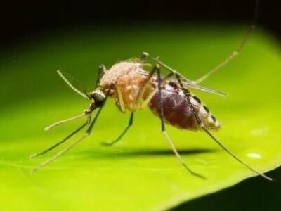 Mosquito Flea and Tick Programs