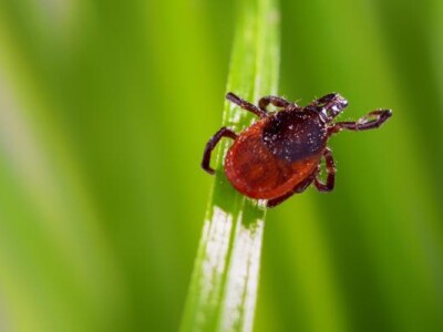Mosquito Flea and Tick Programs