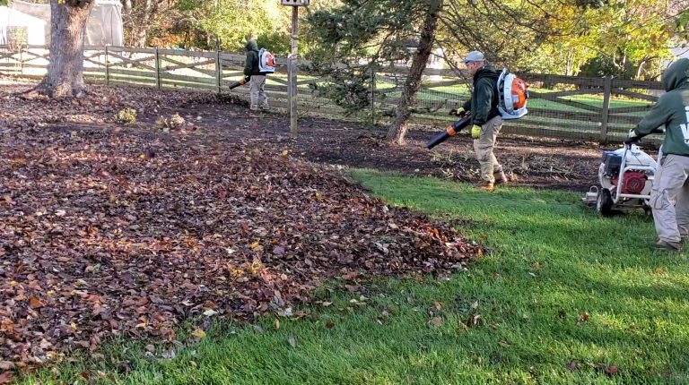 Leaf Removal